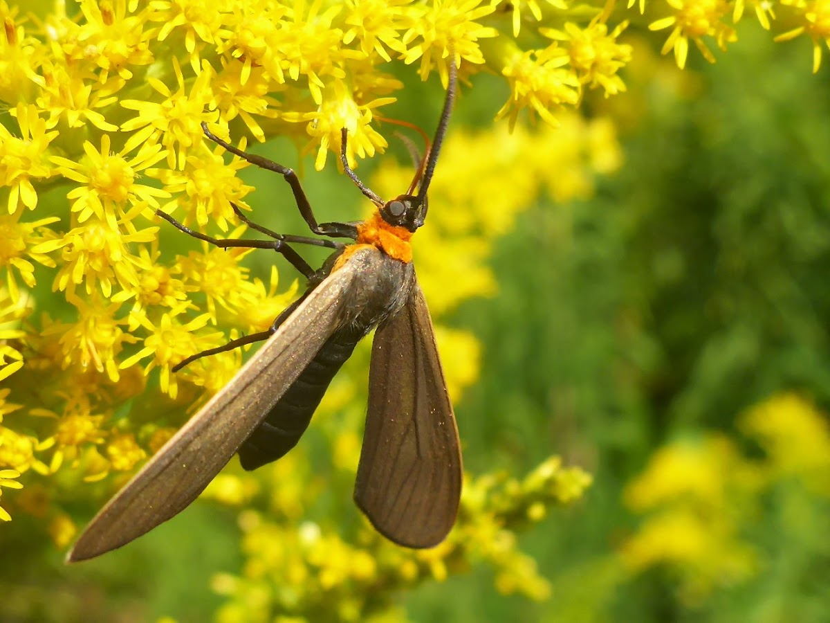 Virginia Ctenucha Moth