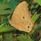 Common Evening Brown