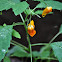 Jewelweed