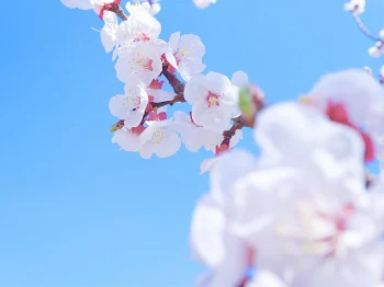 俺らにだって春は来る！最終回