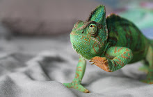 Chameleon Wallpaper HD New Tab small promo image