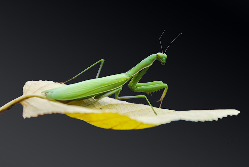 Mantide religiosa di linobeltrame