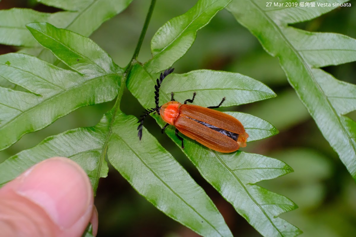 櫛角螢 Vesta sinuata