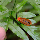 櫛角螢 Vesta sinuata