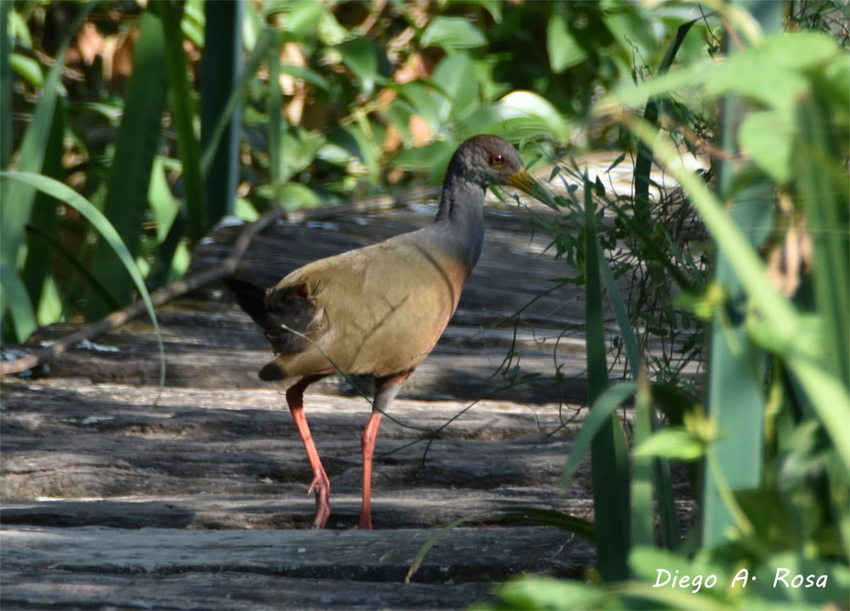 Gray-necked Wood-Rail