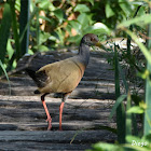 Gray-necked Wood-Rail