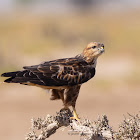 Steppe buzzard