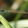 Rambur's Forktail Damselfly