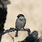 House Sparrow (male)