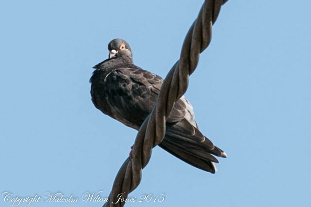 Pink-eyed Pigeon