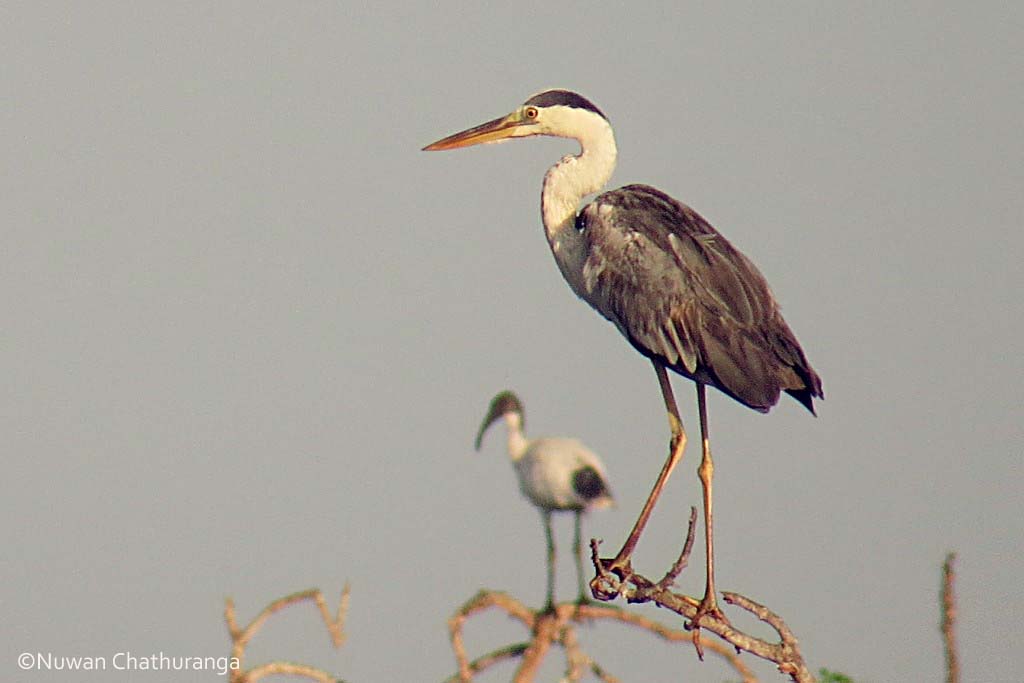 Grey Heron