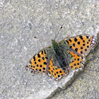 Queen of Spain fritillary