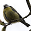 Blue Tit