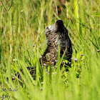 North American River Otter