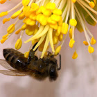 Carniolan honey bee