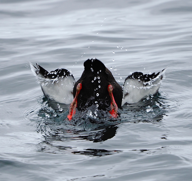 Arao aliblanco (Black guillemot)