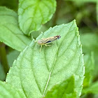 Yellow Striped Leaf Hopper