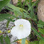 Hedge Bindweed