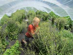 Be sure to compost the first lettuce heads to bolt to select for late-bolting in next year's garden!