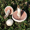 False Meadow Mushroom