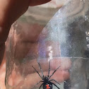 Southern Black Widow