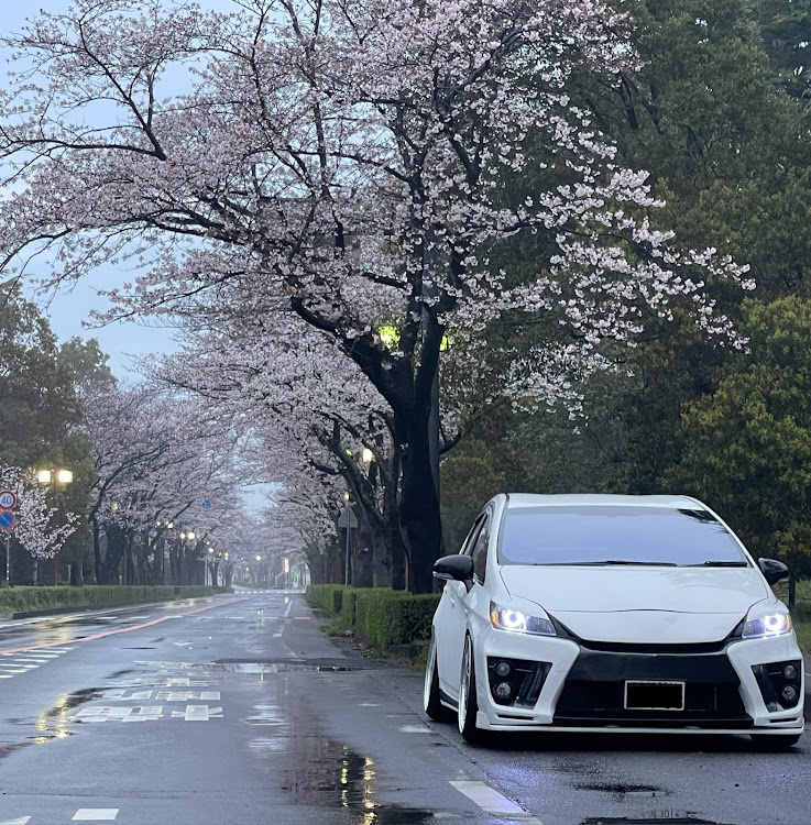 プリウスの4月もよろしくお願い致します🌸・B.O.B・桜と早朝コラボ🚗💨に関するカスタム事例の投稿画像1枚目