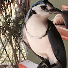 White Throated Magpie Jay