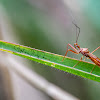 Assassin Bug