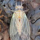 Cicada