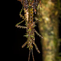 Acanthoclonia Phasmid