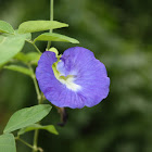 Blue Pea