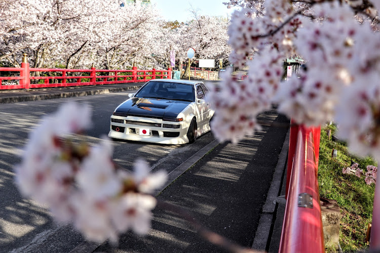 スプリンタートレノの桜とコラボ・目指せPickUpCars・AE86・ハチロク・レビン　トレノに関するカスタム事例の投稿画像3枚目