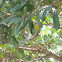 Northern Parula