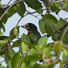 Coppersmith Barbet