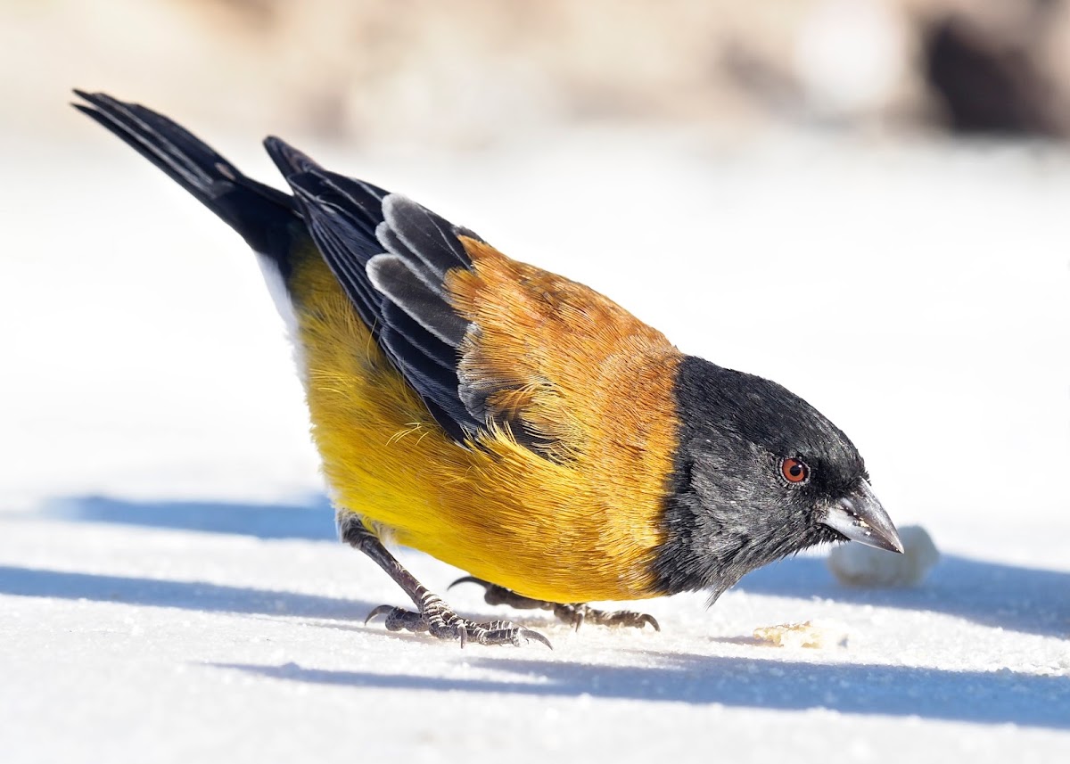 Black-hooded Sierra-finch