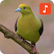 Download Wedge-tailed green pigeon bird Sounds For PC Windows and Mac 1.0.1