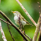 Arctic Warbler