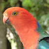 Australian King-Parrot (male)