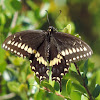 Black Swallowtail