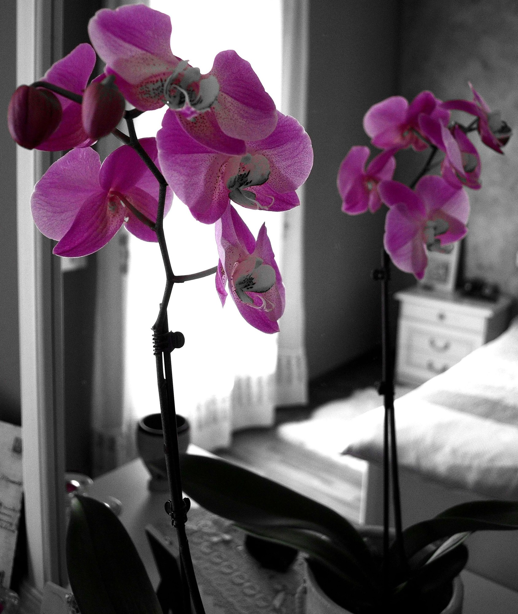 Orchidea di Julia Leonte