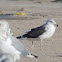 Great Black-backed Gull (3rd Winter)