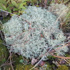 Dixie Reindeer Lichen