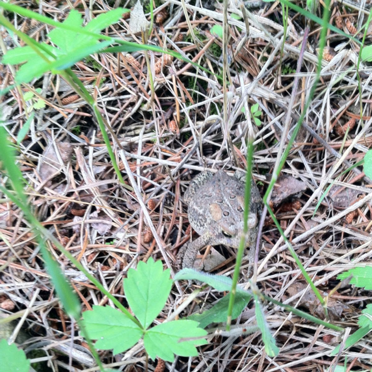 American toad