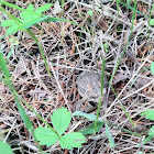 American toad