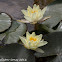 Yellow Water Lily