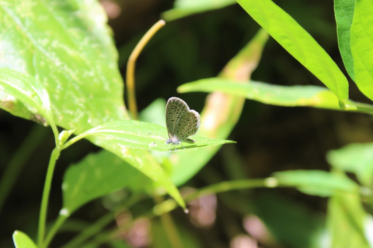 Tiny Grass Blue