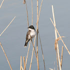 Eastern Kingbird