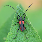 Longhorn beetle