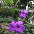 Mexican Petunia