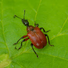 Hazel Leaf-Roller